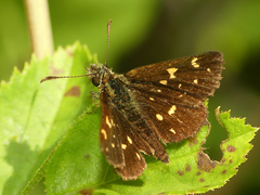 Butleria paniscoides polyspilus