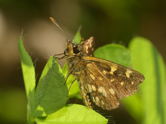 Butleria paniscoides polyspilus
