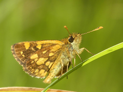 Butleria paniscoides polyspilus