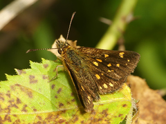 Butleria paniscoides polyspilus