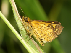 Butleria paniscoides polyspilus