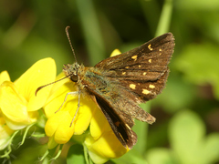 Butleria quilla