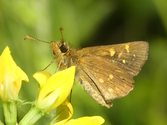 Butleria quilla