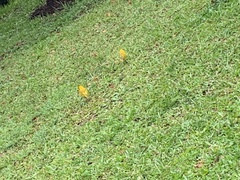 Sicalis flaveola