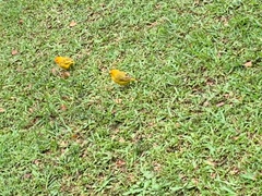 Sicalis flaveola