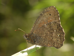 Quilaphoetosus monachus monachus