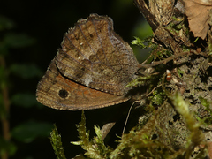Quilaphoetosus monachus monachus