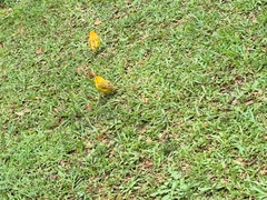 Sicalis flaveola