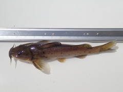 Austroglanis sclateri