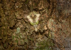 Stephanopis carcinoides