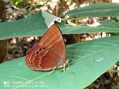Abisara saturata