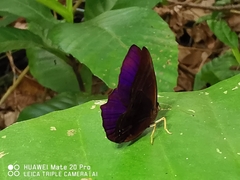 Abisara saturata