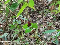 Abisara saturata