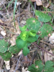Euphorbia crenulata