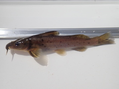 Austroglanis sclateri