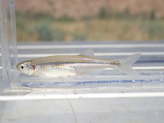 Engraulicypris gariepinus