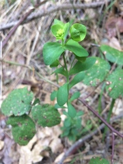 Euphorbia crenulata