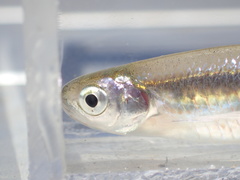Engraulicypris gariepinus