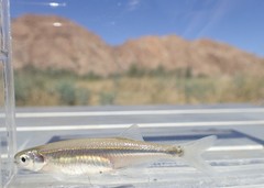 Engraulicypris gariepinus