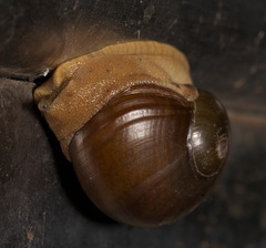 Megaustenia imperator