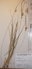 Carex viridula viridula