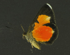 Mesene leucophrys