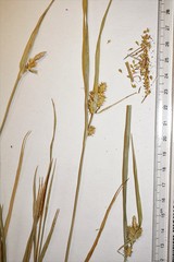 Carex viridula viridula