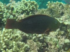 Scarus psittacus