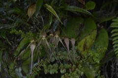 Pleurothallis phalangifera