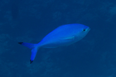 Caesio lunaris