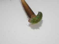 Ceraclea schoutedeni