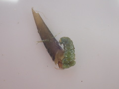 Ceraclea schoutedeni