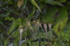 Pleurothallis phalangifera