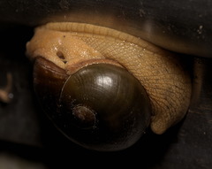 Megaustenia imperator