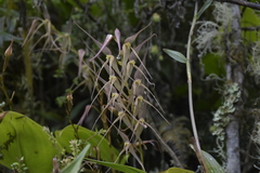 Pleurothallis phalangifera