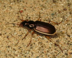 Chlaenius spoliatus