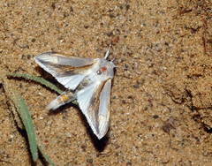 Cucullia argentina