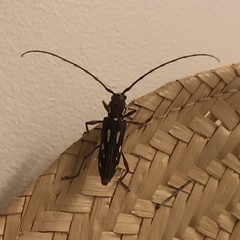 Ambonus distinctus