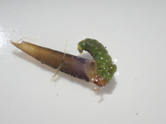 Ceraclea schoutedeni