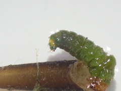 Ceraclea schoutedeni