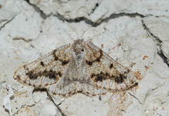 Dyscia fagaria