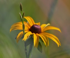 Rudbeckia