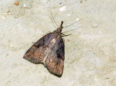 Hypena rostralis