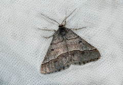 Isturgia murinaria
