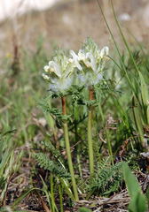 Pedicularis dasystachys