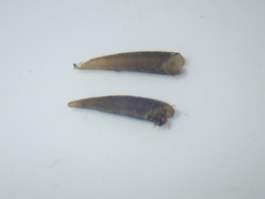 Ceraclea schoutedeni