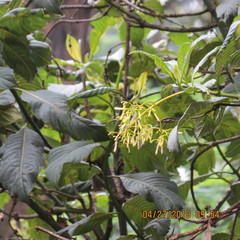 Palicourea lineariflora