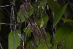 Pleurothallis phalangifera