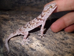 Chondrodactylus bibronii