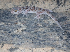 Chondrodactylus bibronii